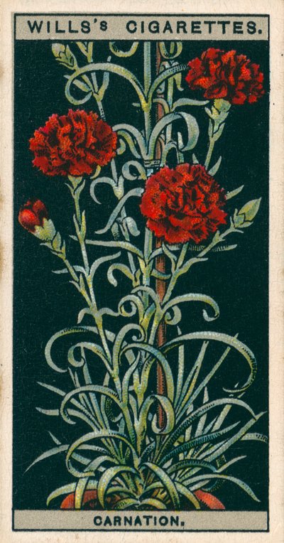 Blomsterodling i krukor: Evigt blommande nejlika (chromolitho) av English School