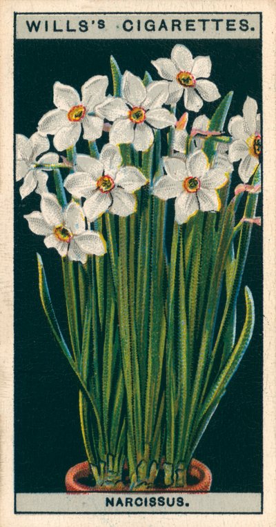 Blomsterodling i krukor: Poetens narcissus (chromolitho) av English School