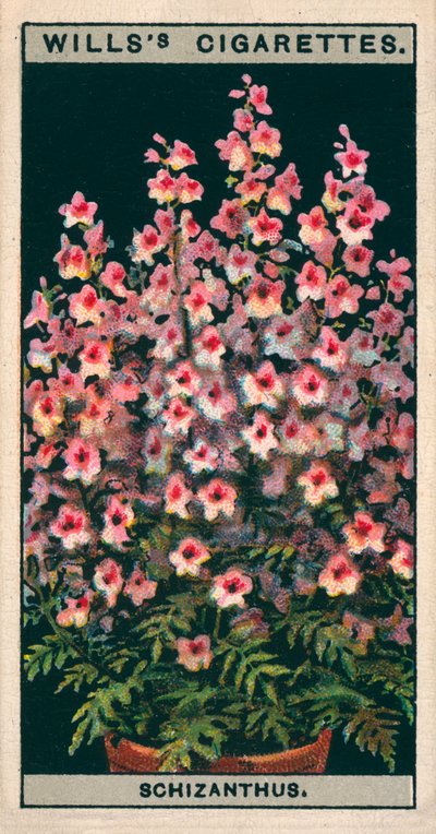 Blomsterodling i krukor: Schizanthus eller fjärilsblomma (chromolitho) av English School