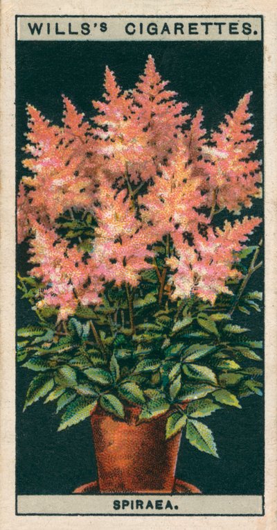 Blomsterodling i krukor: Spiraea (kromolitho) av English School