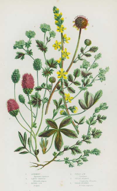 Blommande växter i Storbritannien: Agrimony, Lady