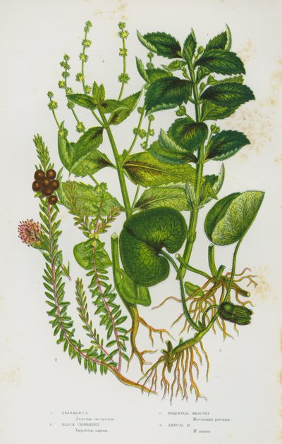 Blommande växter i Storbritannien: Asarabacca, Black Crowberry, Perennial Mercury, Annual Mercury (färg litho) av English School