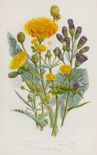 Blommande växter i Storbritannien: blåsuggtistel, gråtistel, majssuggtistel, vanlig ettårig sugtistel, skarpfransad årssuggtistel (färg litho) av English School