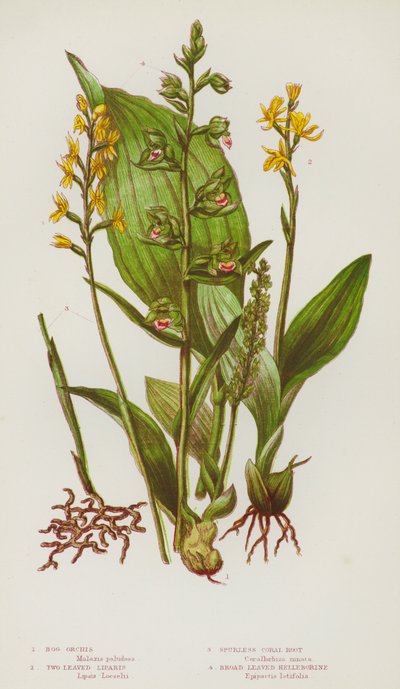 Blommande växter i Storbritannien: mossorchis, tvåbladig liparis, sporlös korallrot, bredbladig helleborin (färg litho) av English School
