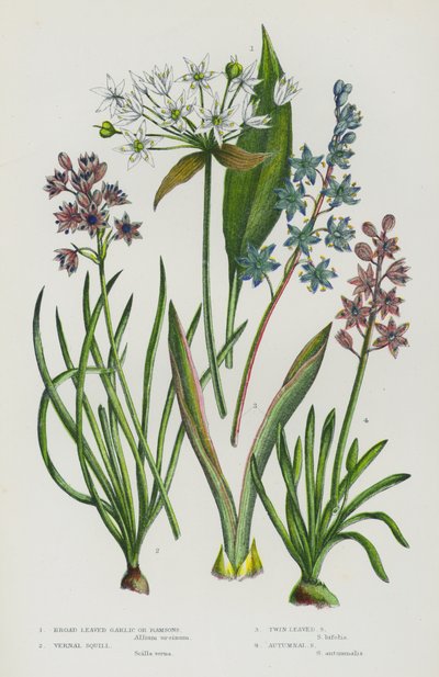 Blommande växter i Storbritannien: bredbladig vitlök eller ramslök, vernal Squill, Twin Leaved Squill, Autumnal Squill (färg litho) av English School