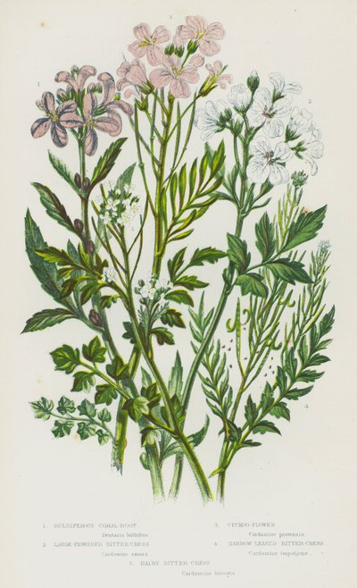 Blommande växter i Storbritannien: Klumpformig korallrot, storblommig bitterkrasse, gökblomma, smalbladig bitterkrasse, hårig bitterkrasse (färg litho) av English School
