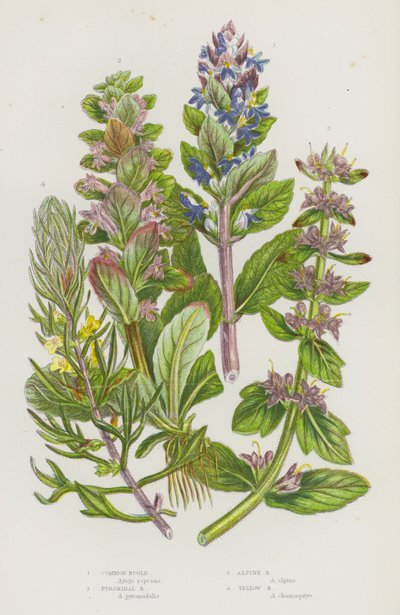 英国の顕花植物: 一般的なビューグル、ピラミッド ビューグル、アルパイン ビューグル、イエロー ビューグル (色リソ) スウェーデン語 av English School