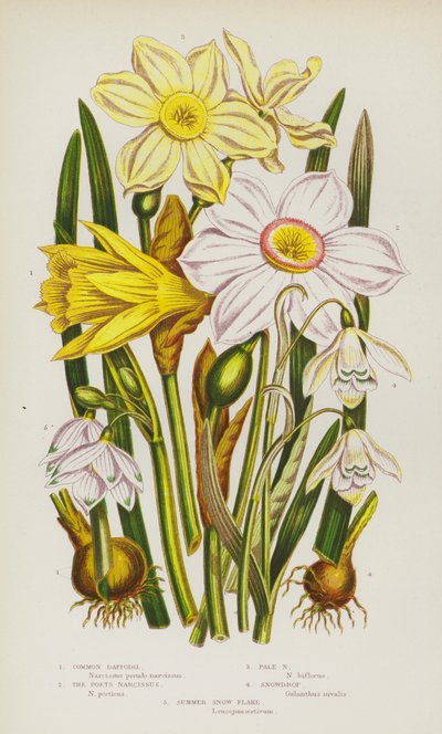 Blommande växter i Storbritannien: Vanlig påsklilja, The Poets Narcissus, Pale Narcissus, Snödroppe, Sommarsnöflinga (färglitografi) av English School