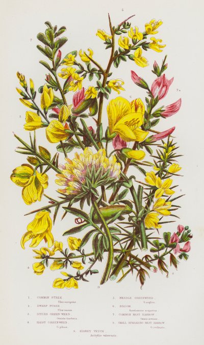 Blommande växter i Storbritannien: Vanlig furu, dvärgfuru, färggrönt, hårigt grönt, nålgrönt, kvast, vanlig restharv, liten spridd restharv, njurvicker (färglitografi) av English School