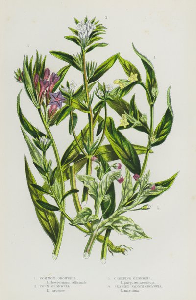 Blommande växter i Storbritannien: Common Gromwell, Corn Gromwell, Creeping Gromwell, Sea Side Smooth Gromwell (färg litho) av English School