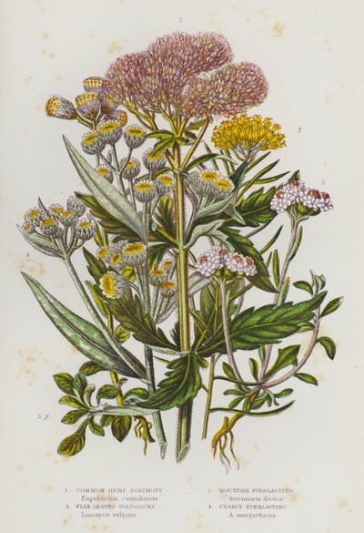 Blommande växter i Storbritannien: Vanlig hampa, linbladiga guldlock, Mountain Everlasting, Pearly Everlasting (färg litho) av English School