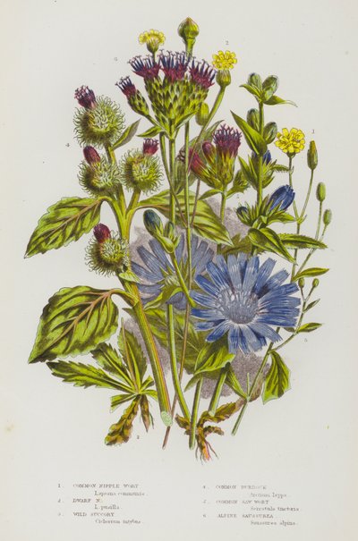 Blommande växter i Storbritannien: Nipple Wort, Dwarf Nipple Wort, Wild Succory, Common Kardborre, Common Saw Wort, Alpine Saussurea (color litho) av English School
