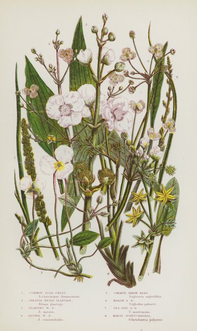 Blommande växter i Storbritannien: Common Star Fruit, Greater Water Plantain, Floating Water Plantain, Lesser Water Plantain, Common Arrow-Head, Marsh Arrow-Head, Sea-Side Arrow-Head, Marsh Scheuchzeria (färg litho) av English School