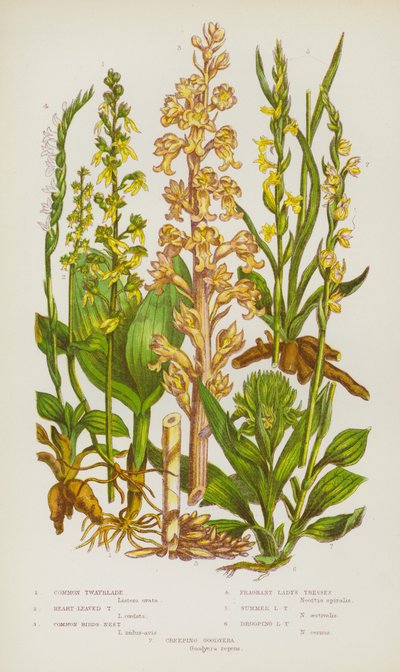 Blommande växter i Storbritannien: Vanlig Twayblade, Heart-Leaved Twayblade, Common Birds-Nest, Doftande Lady