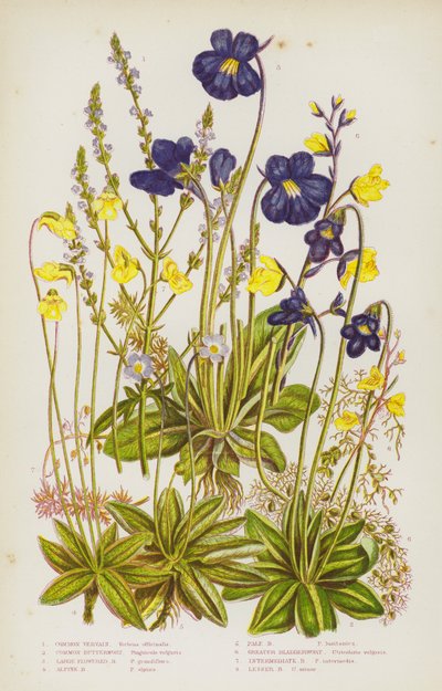 Blommande växter i Storbritannien: Vanlig verbena, vanlig smörboll, storblommig smörboll, alpsmörboll, blek smörboll, stor blåklocka, mellanstor blåklocka, liten blåklocka (färglitografi) av English School