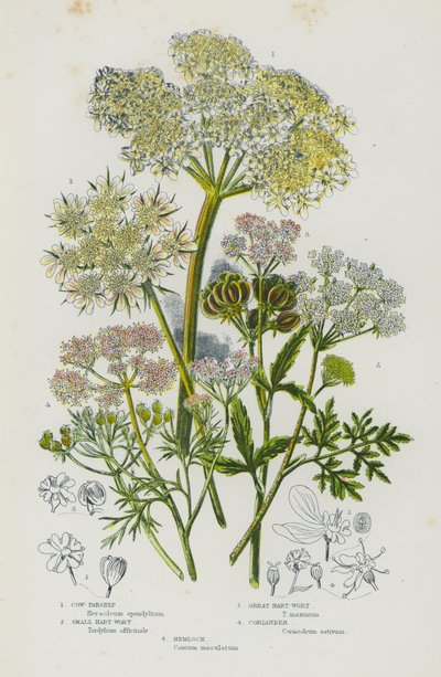 Blommande växter i Storbritannien: ko-palsternacka, liten hjärt-ört, stor hart-ört, koriander, hemlock (färg litho) av English School