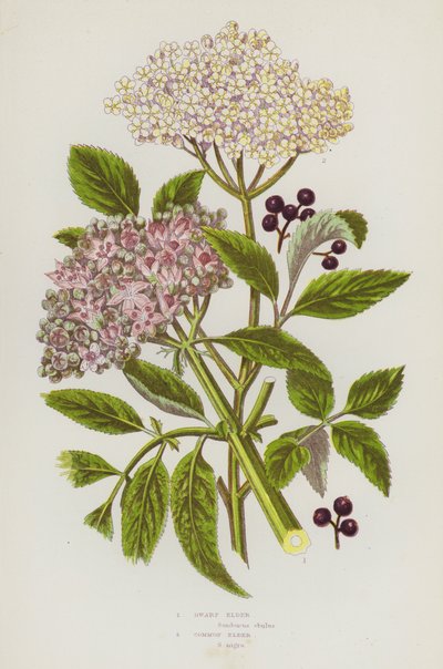 Blommande växter i Storbritannien: dvärgfläder, fläder (färg litho) av English School