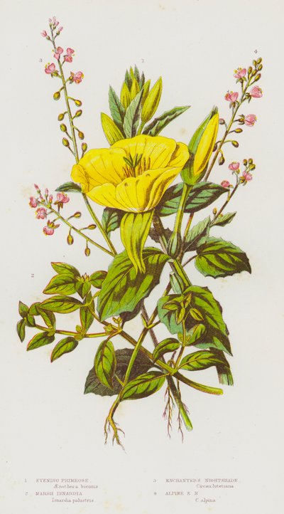 Blommande växter i Storbritannien: nattljus, Marsh Isnardia, Enchanter