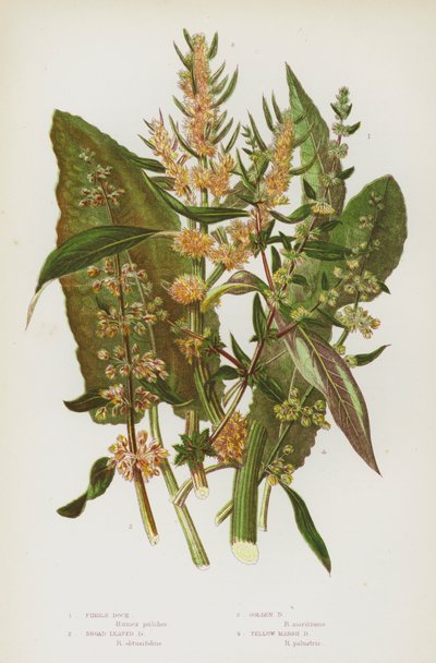 Blommande växter i Storbritannien: Fiddle Dock, Broad Leaved Dock, Golden Dock, Yellow Marsh Dock (färg litho) av English School