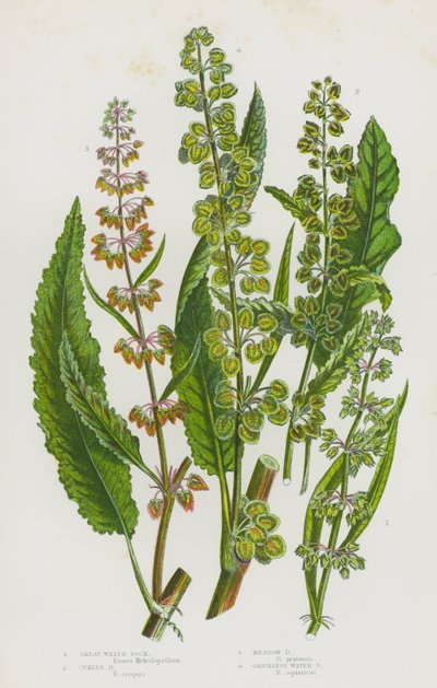 Blommande växter i Storbritannien: Great Water Dock, Curled Dock, Meadow Dock, Grainless Water Dock (färg litho) av English School