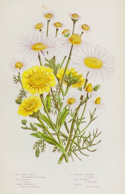 Blommande växter i Storbritannien: Great White Ox-Eye, Majsblomma, Feverfew, Doftfri Mayweed, Wild Chamomile, Common Chamomile (färg litho) av English School