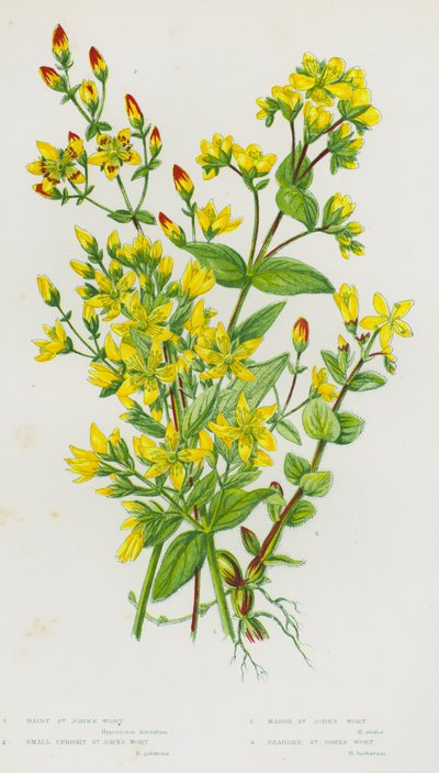 Blommande växter i Storbritannien: Hårig johannesört, liten upprätt johannesört, marsh johannesört, skäggig johannesört (färg litho) av English School