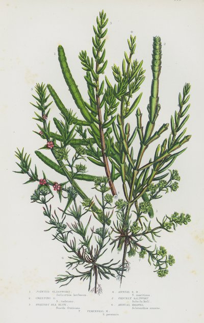 Blommande växter i Storbritannien: Sammanfogad glasört, krypande glasört, buskig havsört, ettårig havsört, taggig saltört, ettårig näbb, perenn näbb (färg litho) av English School