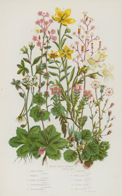 Blommande växter i Storbritannien: njurformad saxfrage, London Pride, Starry Saxifrage, Alpine Clustered Saxifrage, Purple Mountain Saxifrage, Yellow Marsh Saxifrage, Yellow Mountain Saxifrage, White Meadow Saxifrage, Drooping Bulbous Saxifrage, Alpin av English School