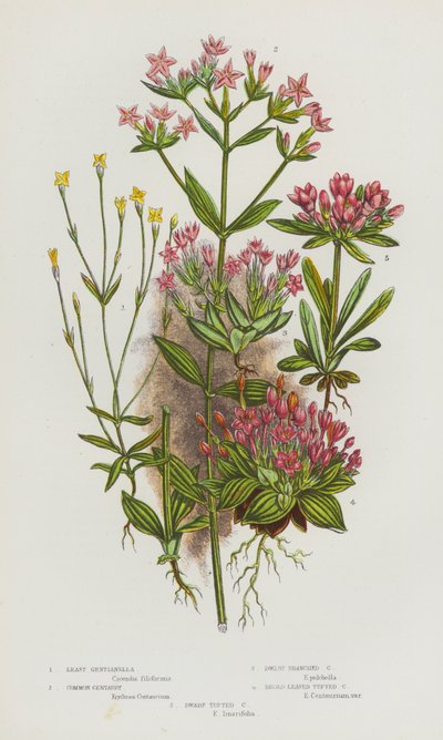 Blommande växter i Storbritannien: Least Gentianella, Common Centaury, Dwarf Branched Centaury, Broad Bladed Tufted Centaury, Dwarf Tufted Centaury (färg litho) av English School