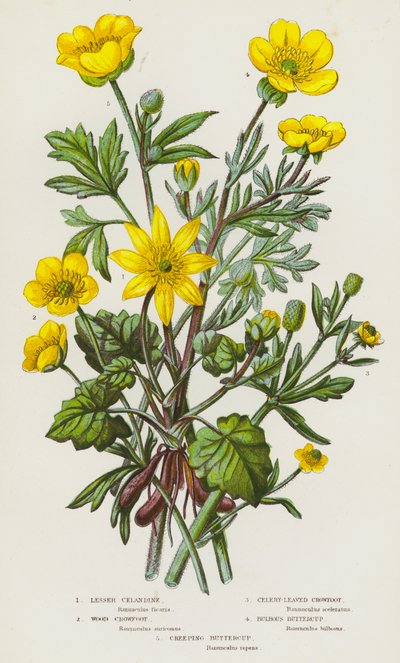 Blommande växter i Storbritannien: Krollilja, kråkvicker, kråkvicker, smörblomma, smörblomma (färglitografi) av English School