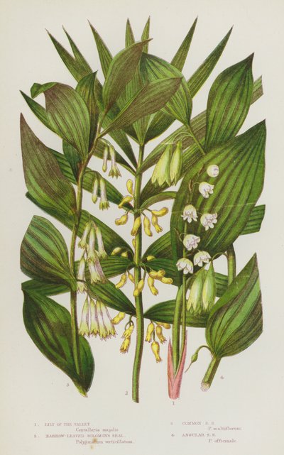 Blommande växter i Storbritannien: liljekonvalj, smalbladig salvia, vanlig salvia, kantig salvia (färglitografi) av English School