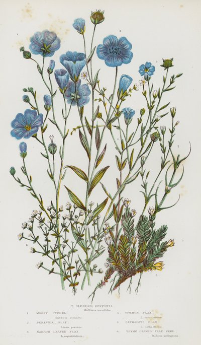 Blommande växter i Storbritannien: Mossy Cyphel, flerårig lin, smalbladig lin, vanlig lin, katartisk lin, timotejbladigt linfrö, smal buffonia (färglitografi) av English School