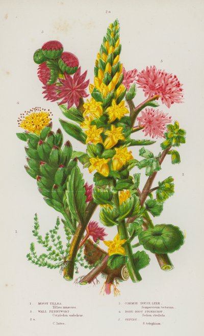 Blommande växter i Storbritannien: Mossy Tillaea, Wall Pennywort, Wall Pennywort, Common House Purjolök, Rose-Root Stonecrop, Orpine (färg litho) av English School