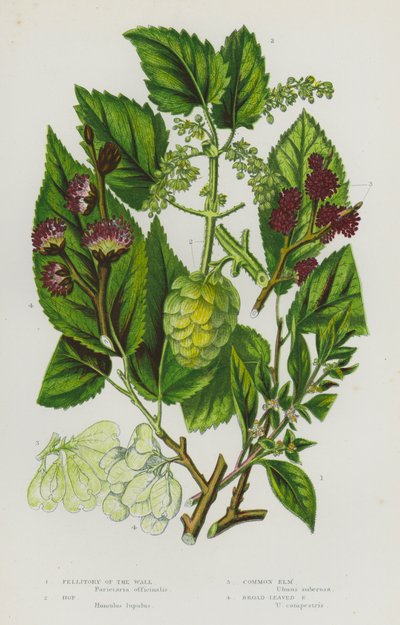 Blommande växter i Storbritannien: Pellitory of the Wall, Hop, Common Elm, Broad-Leaved Elm (färglitografi) av English School