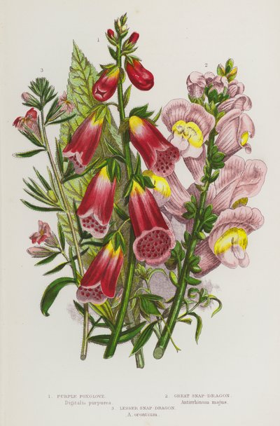 Blommande växter i Storbritannien: Lila Foxglove, Great Snap-Dragon, Lesser Snap-Dragon (lito i färg) av English School