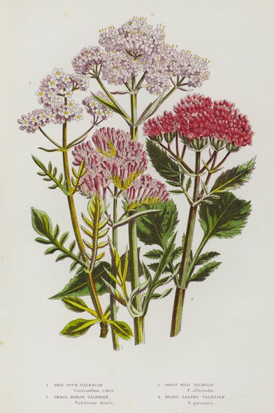 Blommande växter i Storbritannien: Red Spur Valeriana, Small Marsh Valeriana, Great Wild Valerian, Heart Leaved Valeriana (färg litho) av English School