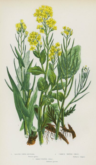 Blommande växter i Storbritannien: Smooth Tower Senap, vanlig vinterkrasse, tidig vinterkrasse (färg litho) av English School