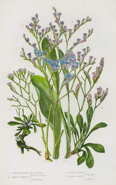 Blommande växter i Storbritannien: Spridande spikad havslavendel, fjärrblommad havslavendel, upprätt spikad havslavendel, mattad sparsamhet (färg litho) av English School