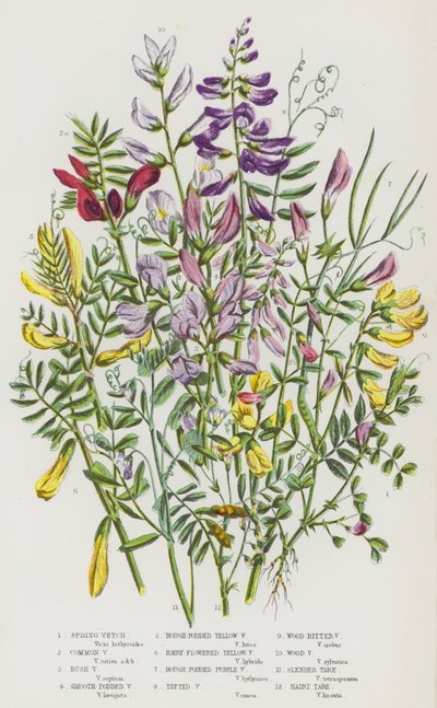 Blommande växter i Storbritannien: vårvicker, vanlig vicker, buskvicker, slätfjälkig vicker, grovfjälkig gul vicker, hårblommig gul vicker, grovfjäderad lila vicker, tofvig vicker, skogsvicker, skogsvicker, slank tara , Hårig tara (färg av English School
