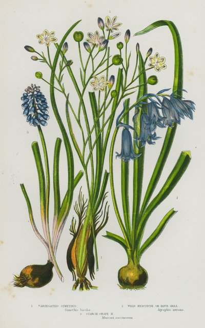 Blommande växter i Storbritannien: brokig simethis, vild hyacint eller blåklocka, stärkelse druvhyacint (färg litho) av English School