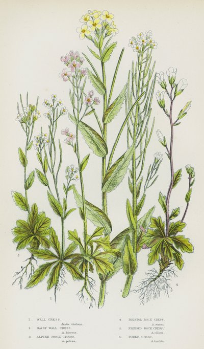 Blommande växter i Storbritannien: Väggkrasse, hårig väggkrasse, alpin bergkrasse, Bristolbergkrasse, fransig bergkrasse, tornkrasse (färglitografi) av English School