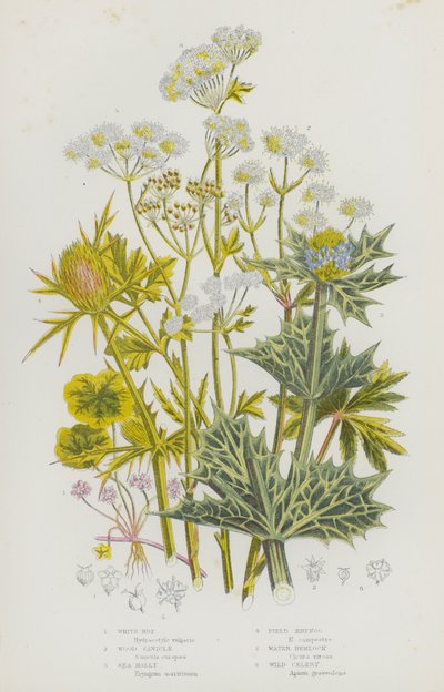 Blommande växter i Storbritannien: Vitröta, Wood Sanicle, Sea Holly, Field Eryngo, Water Hemlock, Wild Selleri (färg litho) av English School