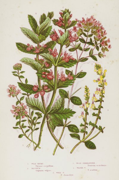 Blommande växter i Storbritannien: Wild timjan, Majorum, Wood Germander, Water Germander, Wall Germander (färg litho) av English School