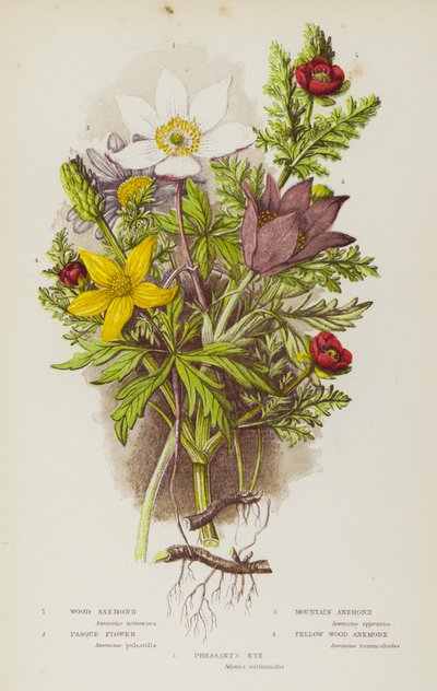 Blommande växter i Storbritannien: skogsanemon, pasqueblomma, bergsanemon, pasqueblomma, gul skogsanemon, fasansöga (färg litho) av English School
