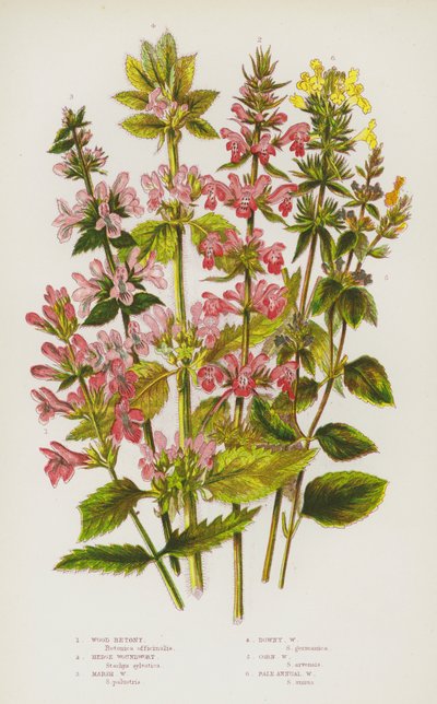 Blommande växter i Storbritannien: Wood Betony, Hedge Woundwort, Marsh Woundwort, Dunig Woundwort, Corn Woundwort, Pale Annual Woundwort (färg litho) av English School