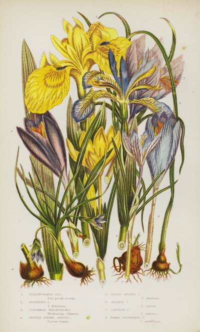 Blommande växter i Storbritannien: Yellow Water Iris, Stinking Iris, Columnas Trichonema, Purple Spring Crocus, Least Spring Crocus, Golden Crocus, Saffron Crocus, Naked-flowering Crocus (color litho) av English School