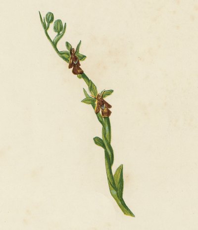 Flugorchis, Ophrys Muscifera (färg litho) av English School