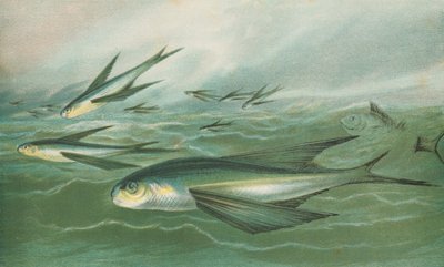Flygande fisk av English School