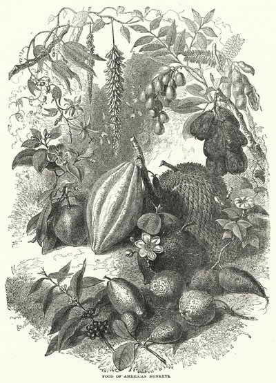 Food of American Monkeys (gravyr) av English School