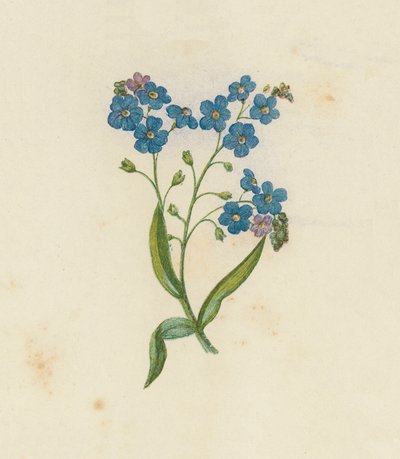 Förgätmigej, Myosotis Palustris (färg litho) av English School